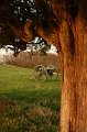 IMG_8260