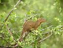 Mongoose