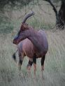 Topi