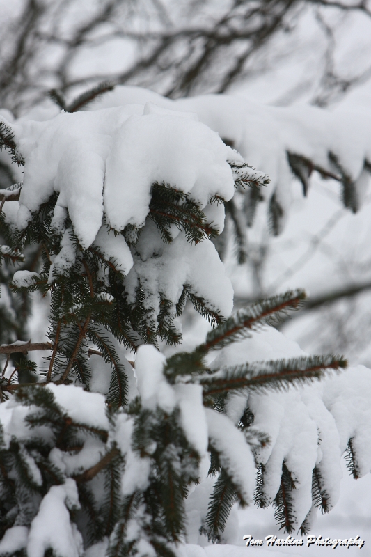 IMG_5710.JPG - Snow on branches