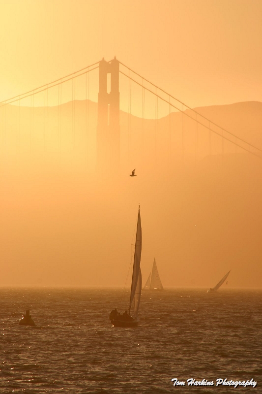 IMG_9625.JPG - San Francisco Harbor from Giardelli Square